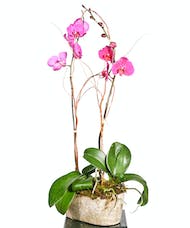 Phalaenopsis Orchid Plant