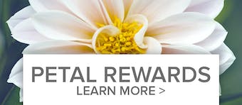 Petal Points Reward Program